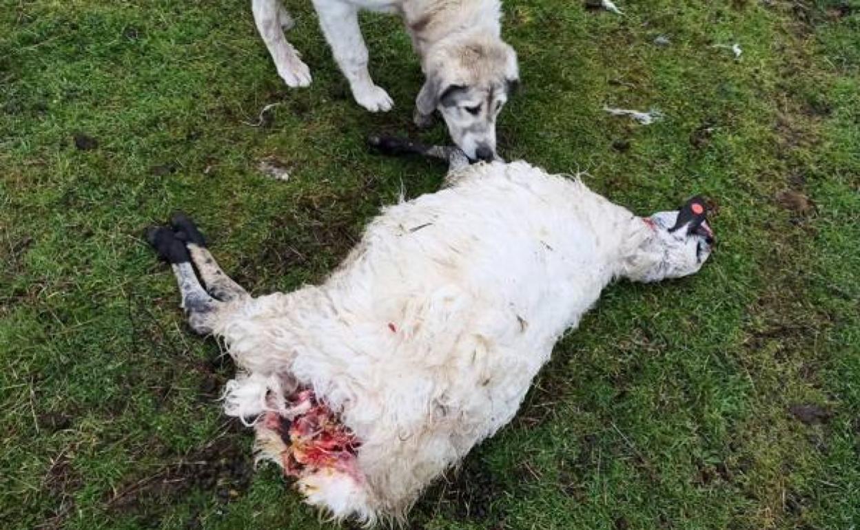 Ataque del lobo a ganado en Burgos. 