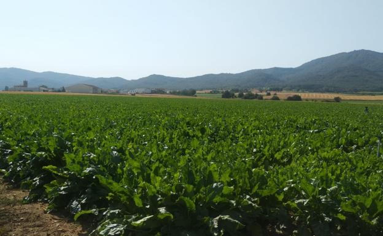 Cultivo de remolacha en las proximidades de Miranda de Ebro. 