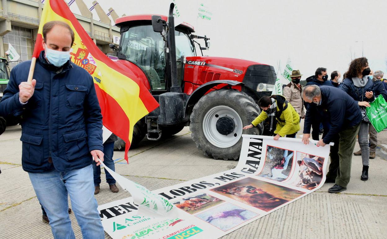 Movilización de las tres organizaciones agrarias contra la protección especial del lobo. 