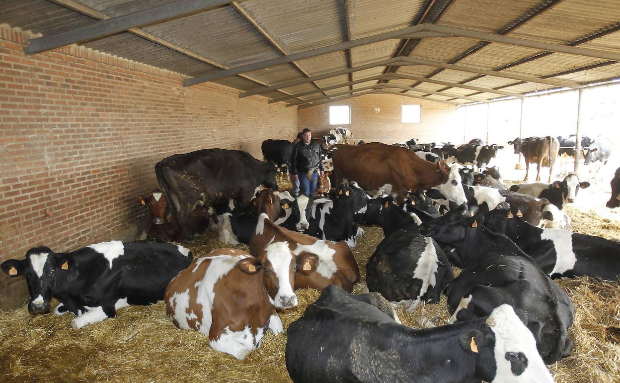 Una explotación de vacuno en la provincia de Palencia. 