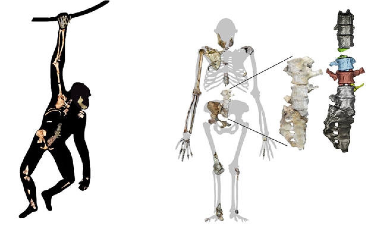 Infografía del Australopithecus sediba. 