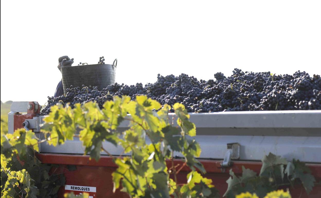 Vendimia en la Ribera del Duero. 