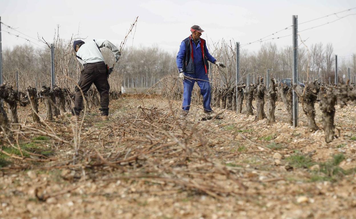 Labores de poda en un viñedo de la Ribera del Duero. 