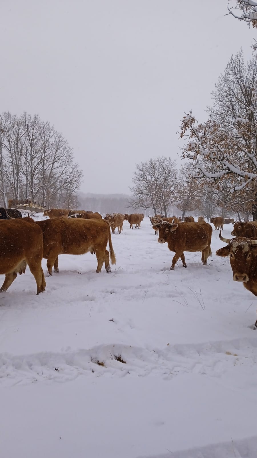 Fotos: La nieve aprovecha la noche para cubrir la provincia