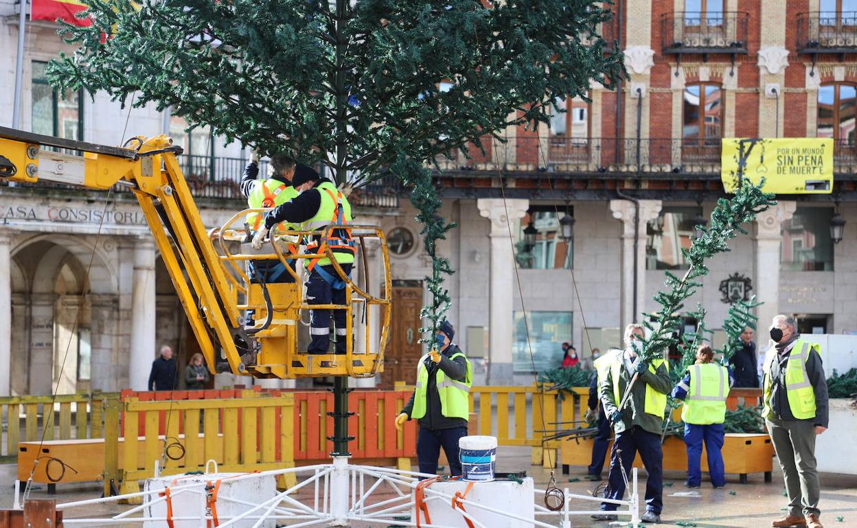 Instalación del árbol en la Plaza Mayor de Burgos.