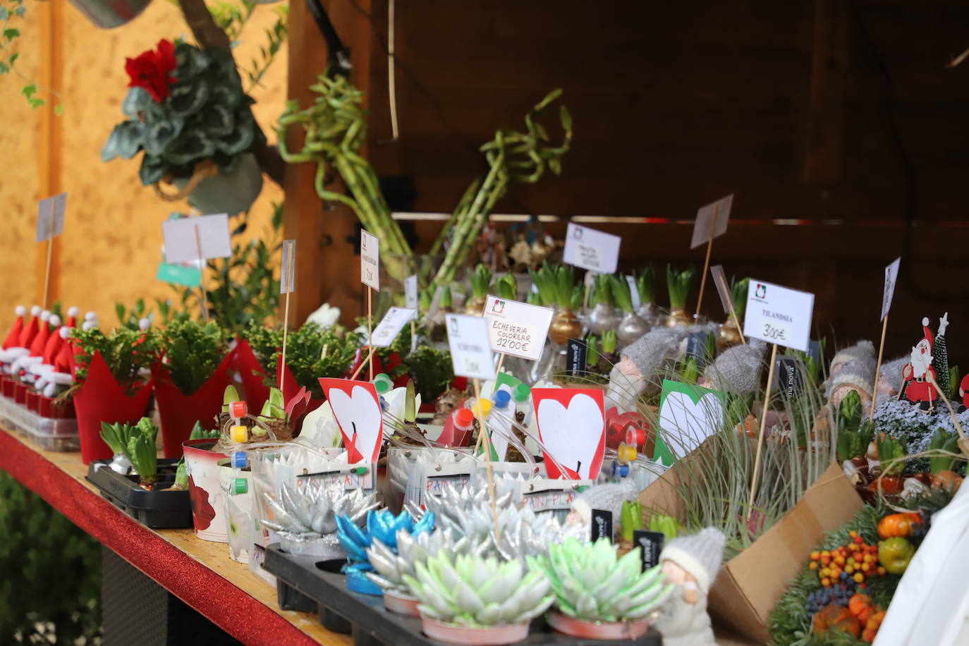 Fotos: Feria de Navidad de los floristas de Burgos