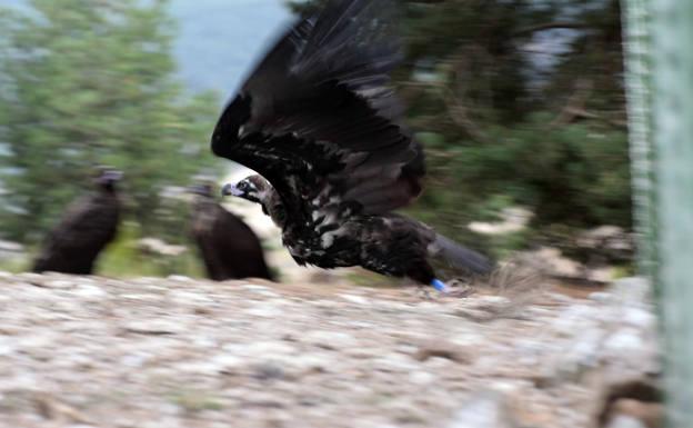 Casi cien buitres negros han sido liberados en la Sierra de la Demanda en cinco años