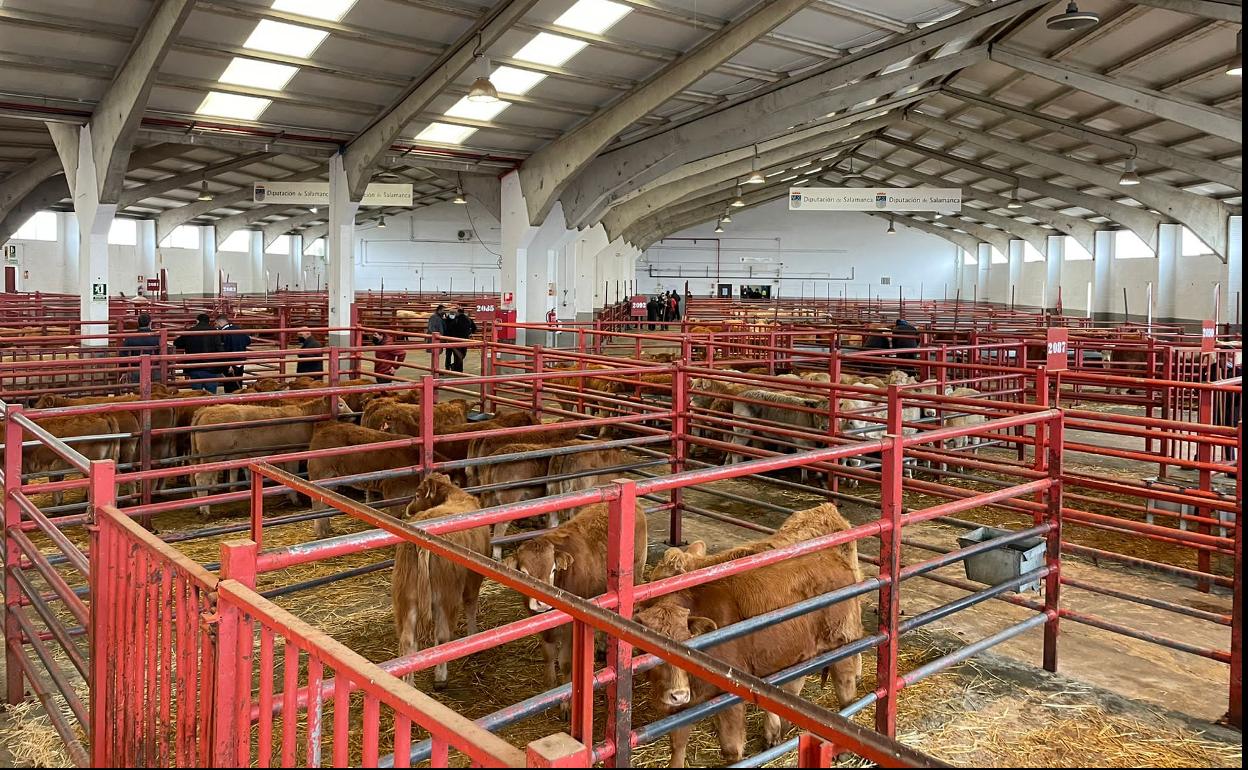 Mercado de ganados de Salamanca. 