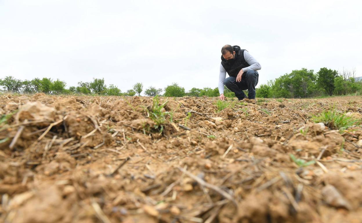 Un agricultor observa daños en una parcela. 