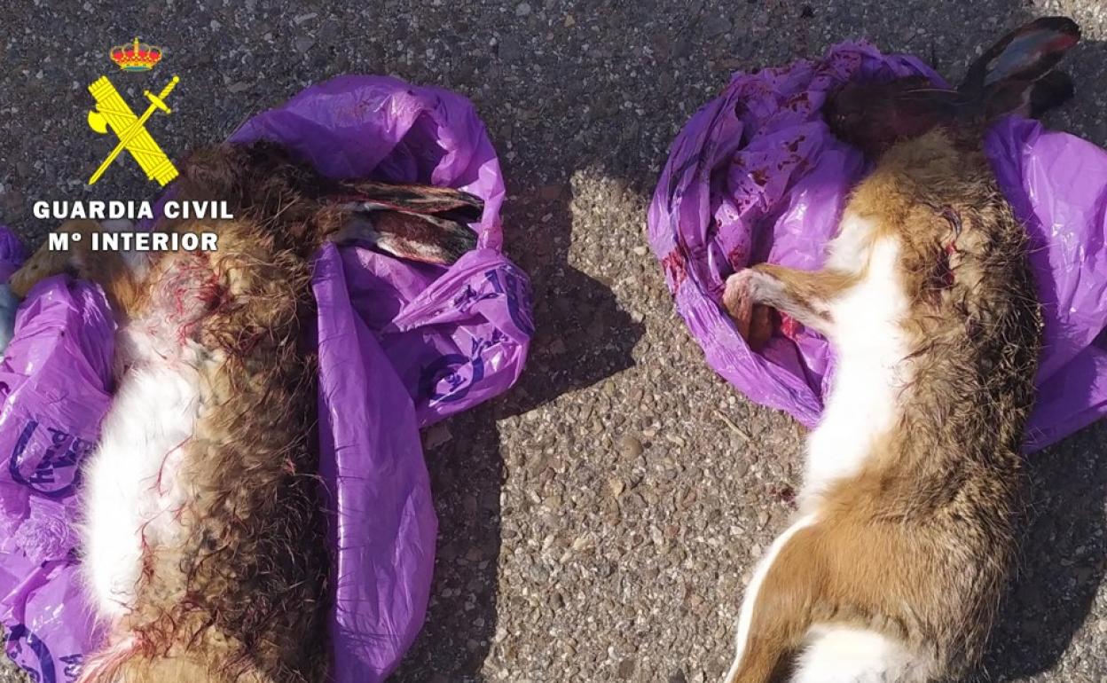 Las heridas de las liebres correspondían a un disparo, no a un atropello.