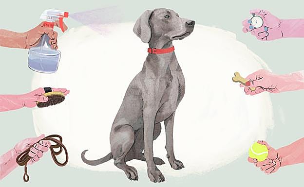 Día Mundial del Perro: Qué cuidados necesita mi perro