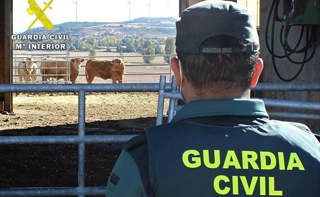 Investigado por el robo de 30 lechazos de una explotación ganadera de La Ribera