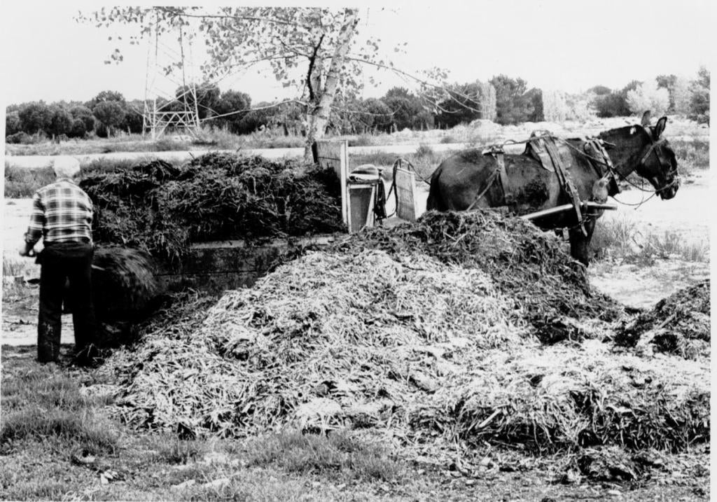 Un hombre trabaja en el campo echando abono a un carro. 