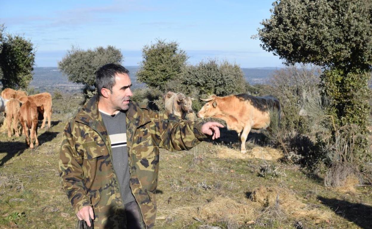 Carlos Lanchas en su explotación de vacuno extensivo en Casillas de Flores, Salamanca. 