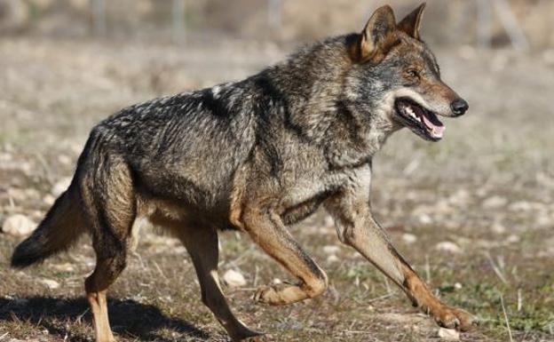 El lobo se acerca por primera vez a las inmediaciones de Burgos