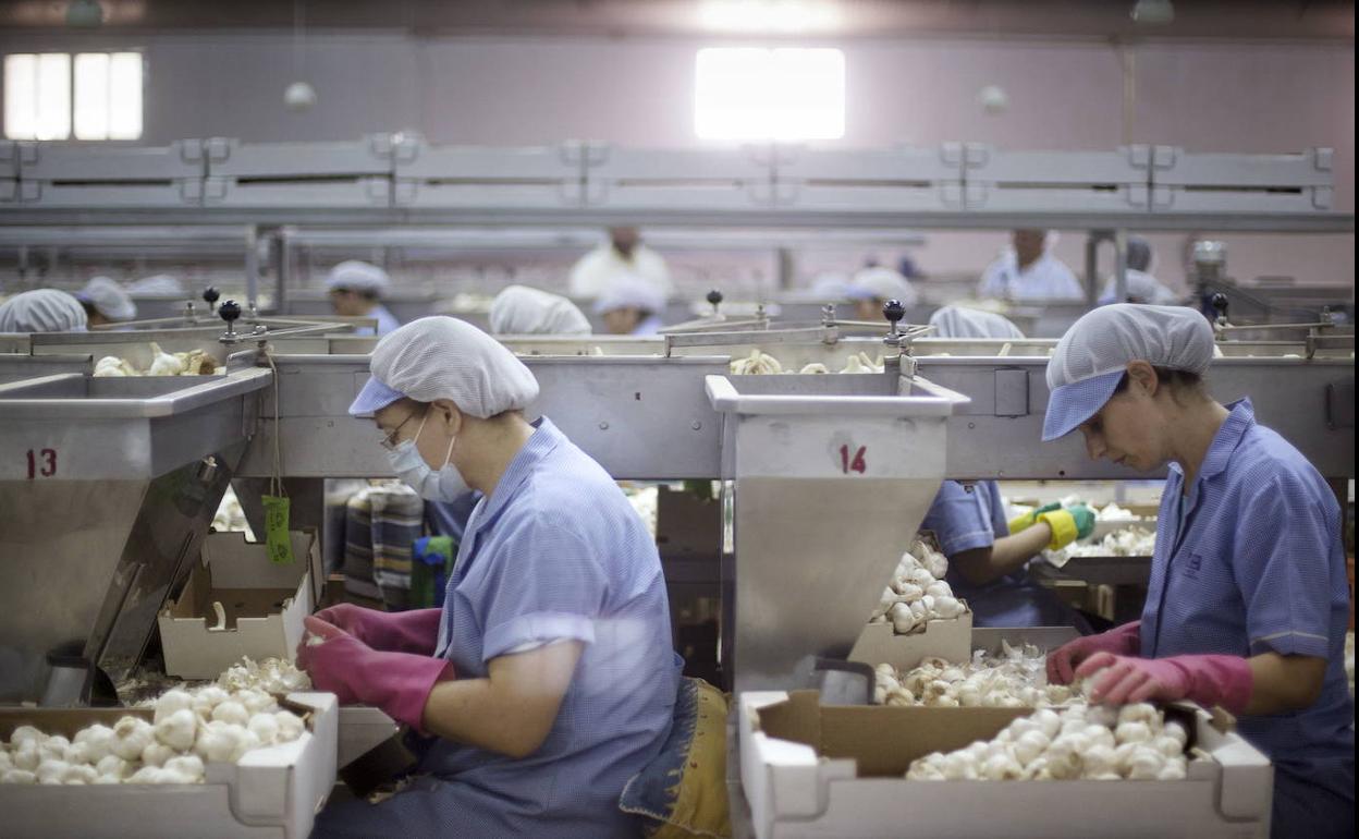 Trabajadoras en la planta de tratamiento de ajo en Las Pedroñeras (Cuenca). 