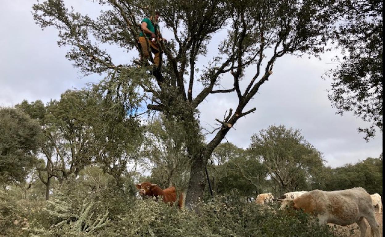 Las vacas aprovechan el ramoneo de las ramas que corta José Luis. 