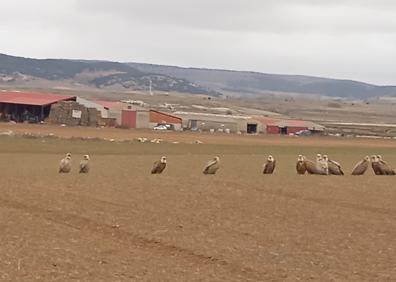 Imagen secundaria 1 - En la zona hay diversidad de aves, sobre todo buitres y milanos. 