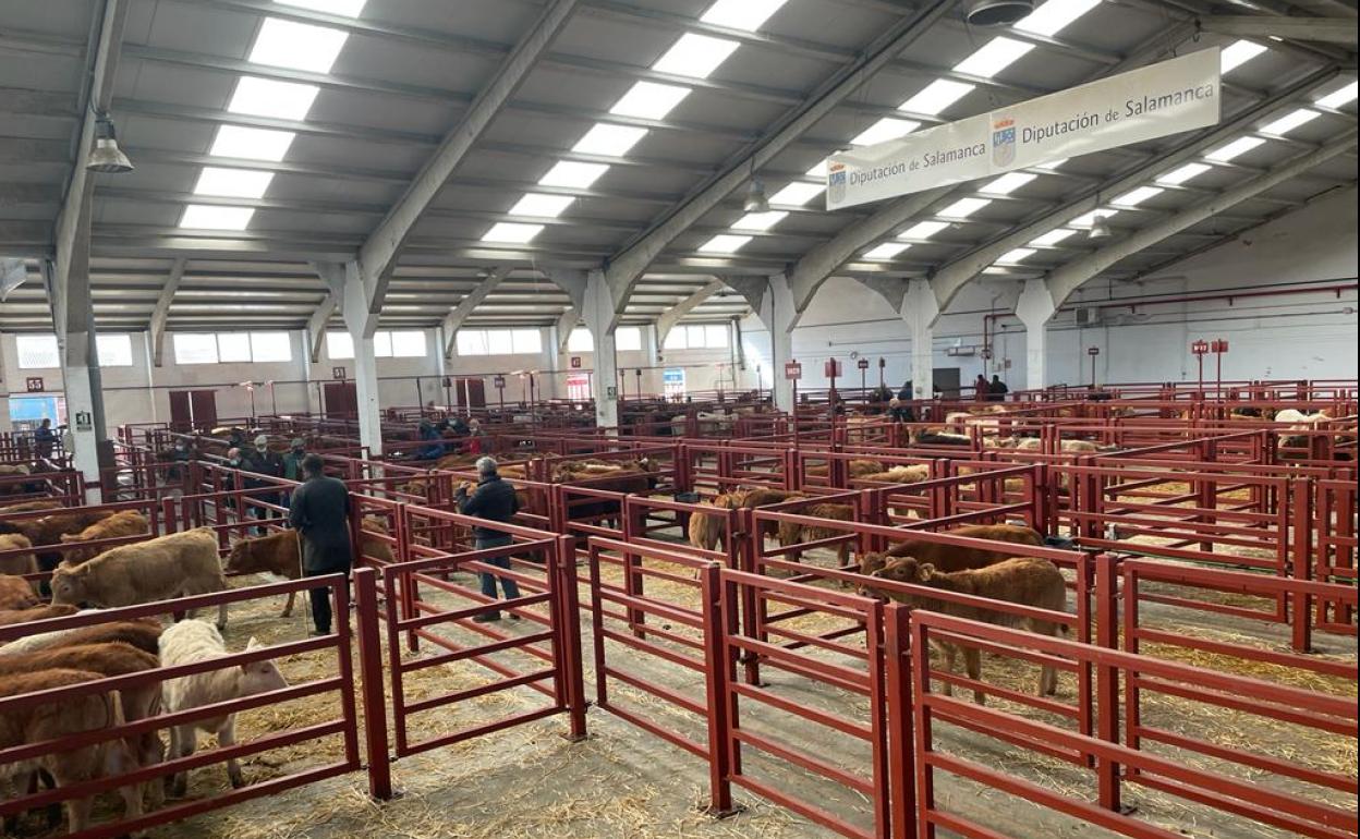 Mercado de ganados de Salamanca, este lunes, 21 de febrero. 