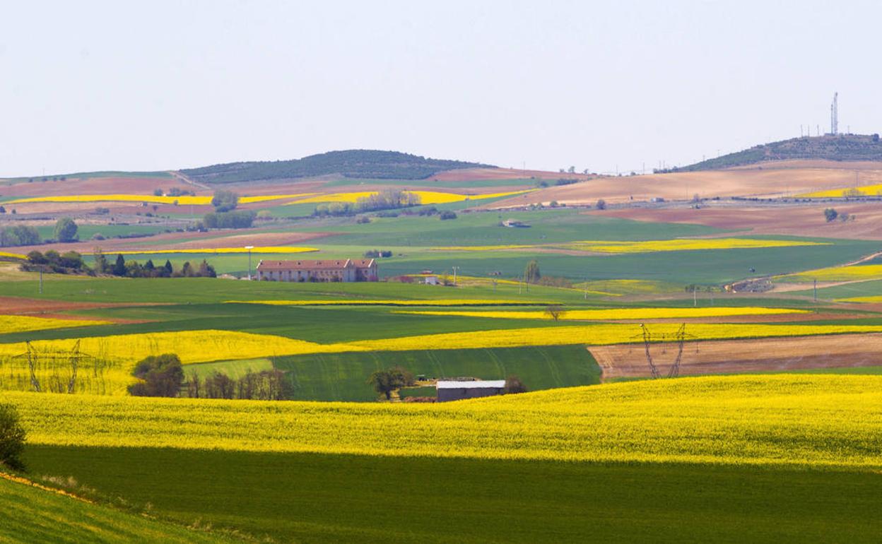 Cultivo de colza en la provincia de Zamora. 