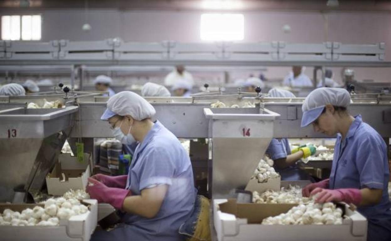 Trabajadoras en una planta de tratamiento de ajo. 