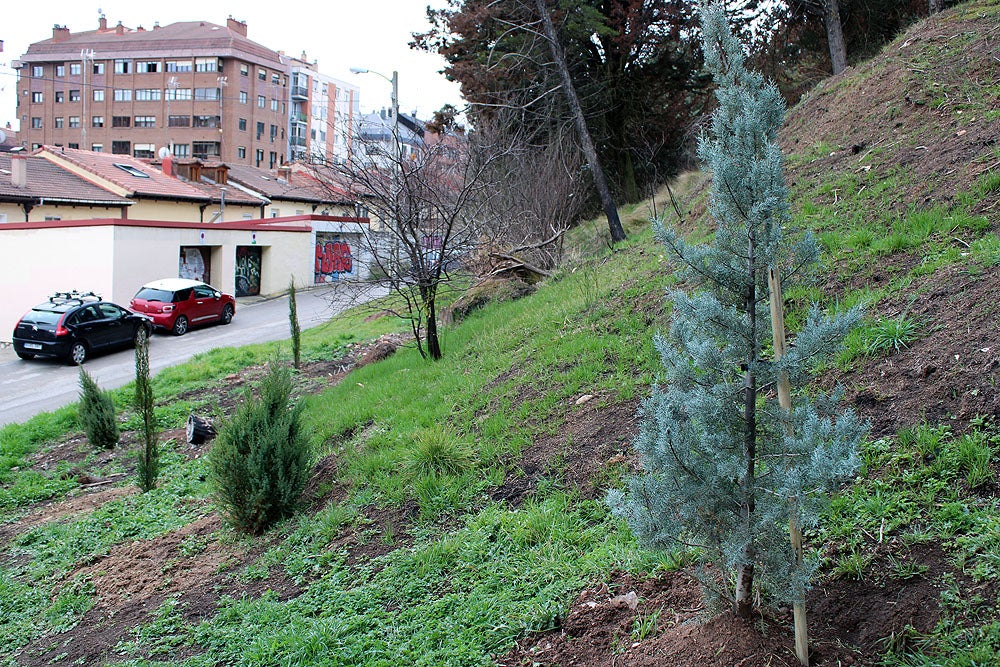 Fotos: Se ha reforestado la ladera del Castillo incendiada en verano