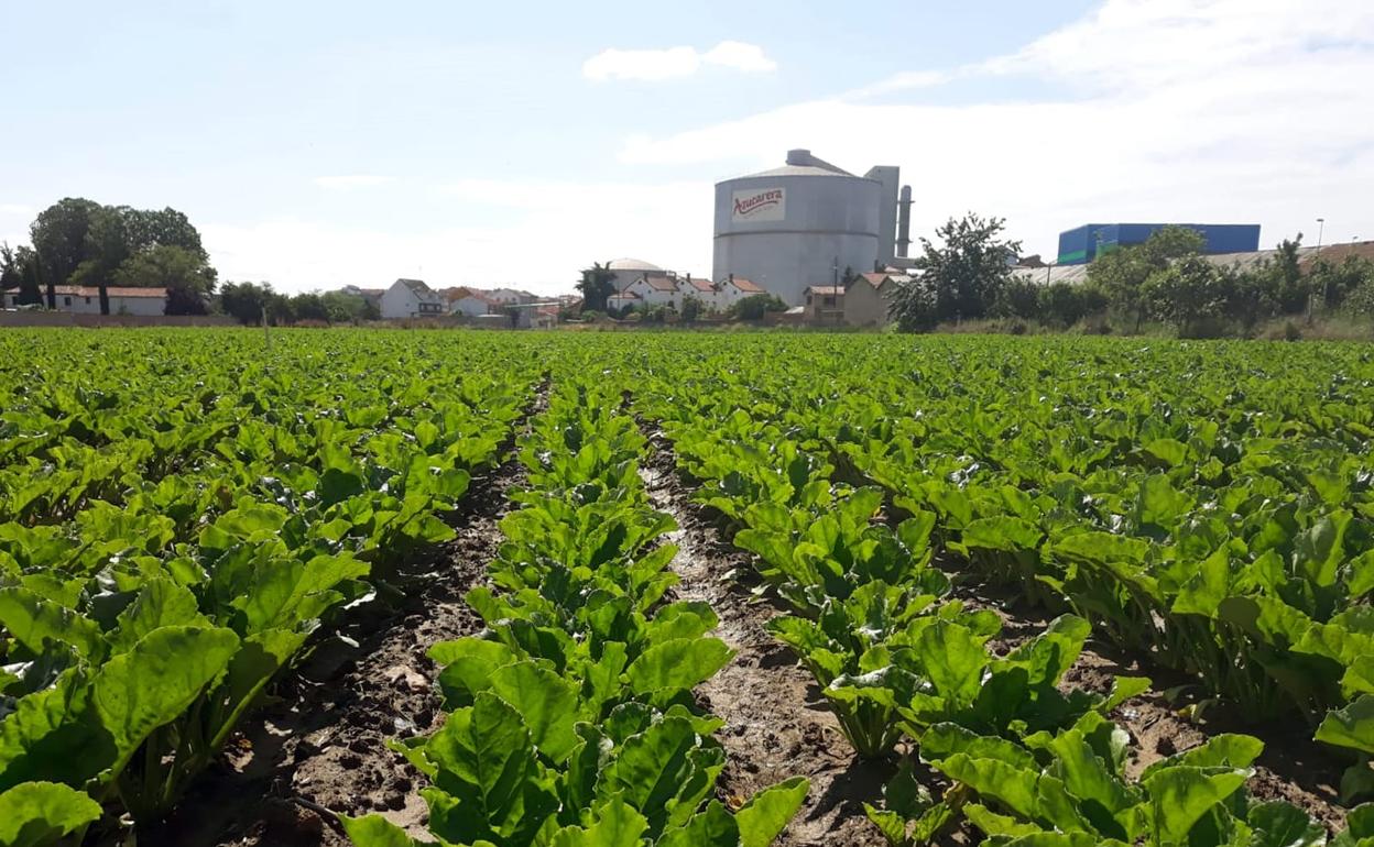 Remolacha en las inmediaciones de la fábrica de La Bañeza. 