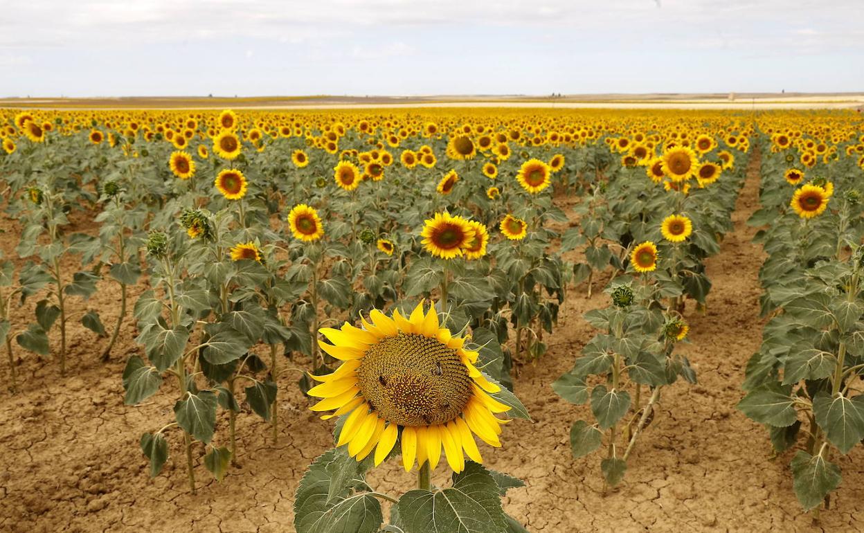 Campo de girasol. 