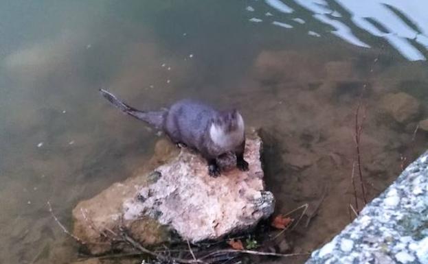 Una nutria se deja fotografíar bajo el puente de Aranda.