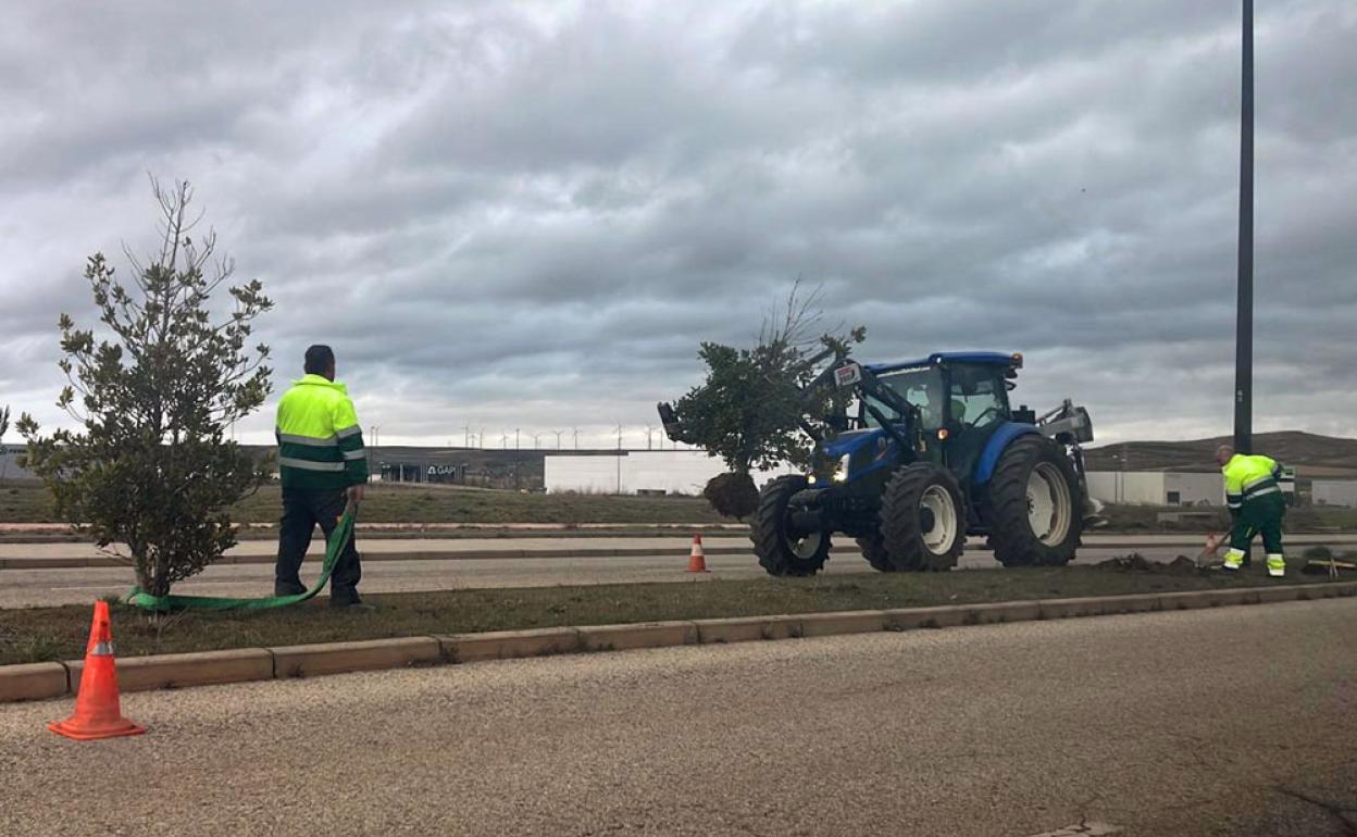 Los árboles se han retirado de raíz para ser trasplantados.