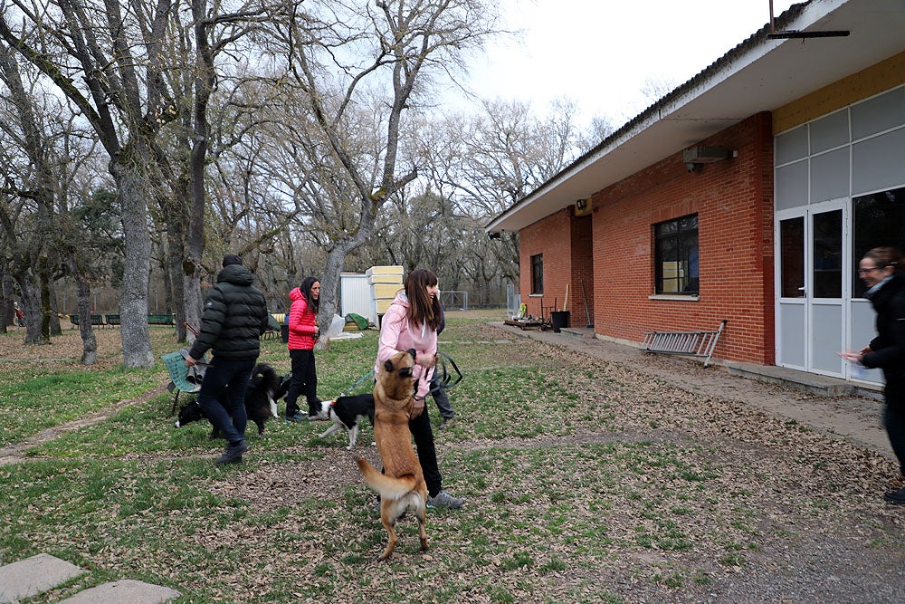 Fotos: El GREM de Burgos entrena a los nuevos perros de rescate y salvamento