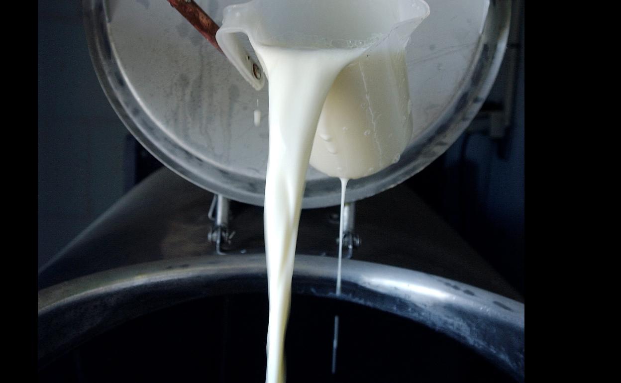 La leche cae en un tanque en una industria. 