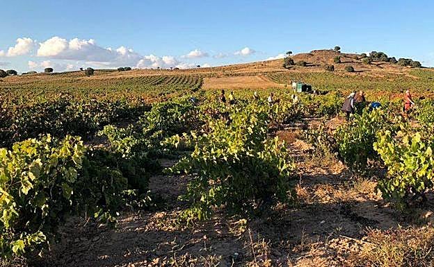 Las bodegas de la Ribera del Duero piden utilizar la energía sobrante de las instalaciones solares
