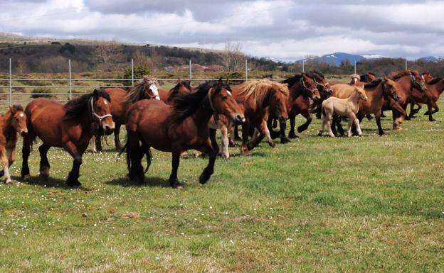 Imagen principal - Animales destinados a la Feria de San Marcos. A la izquierda, cascada de Las Pisas en Villabáscones. 