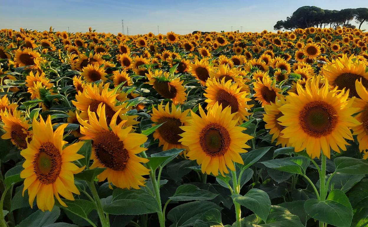 Cultivo de girasol la pasada campaña en la provinciade Valladolid. 