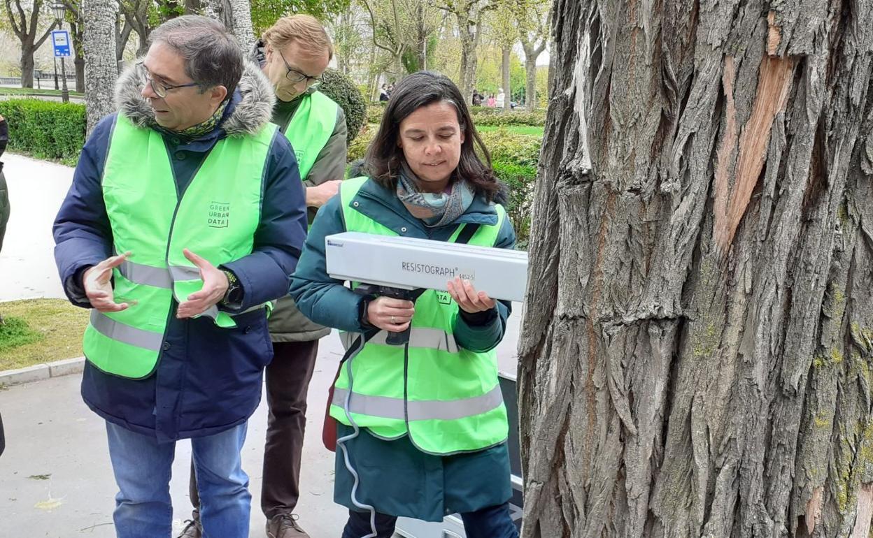 El Ayuntamiento de Burgos se dota de un plan de arbolado para planificar con «coherencia» las actuaciones