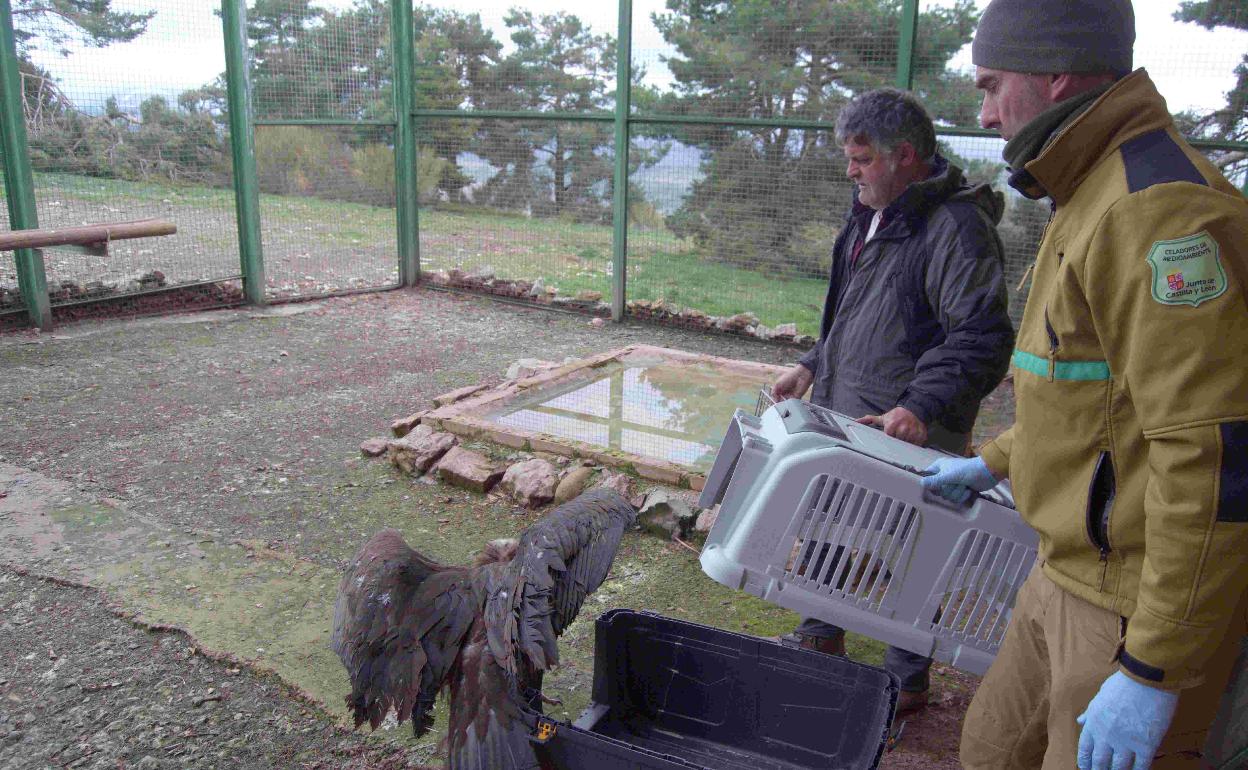 Continúa el proyecto Monachus de Grefa en Burgos.