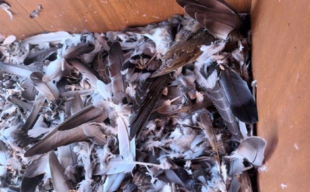 La hembra de peregrino ha estado comiendo sus presas en el cajón nido.