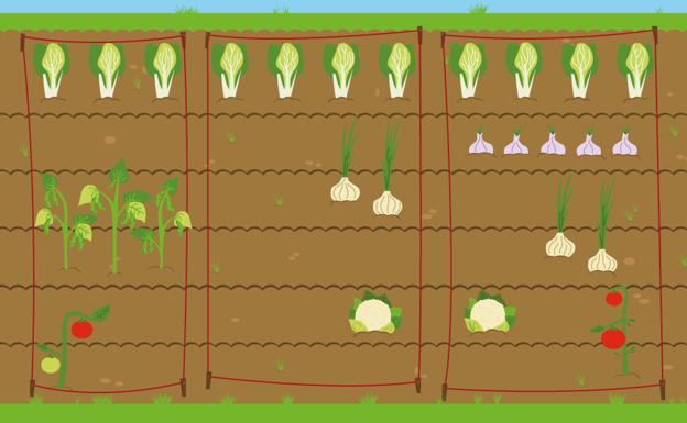 Quiero montar un huerto ¿qué planto?
