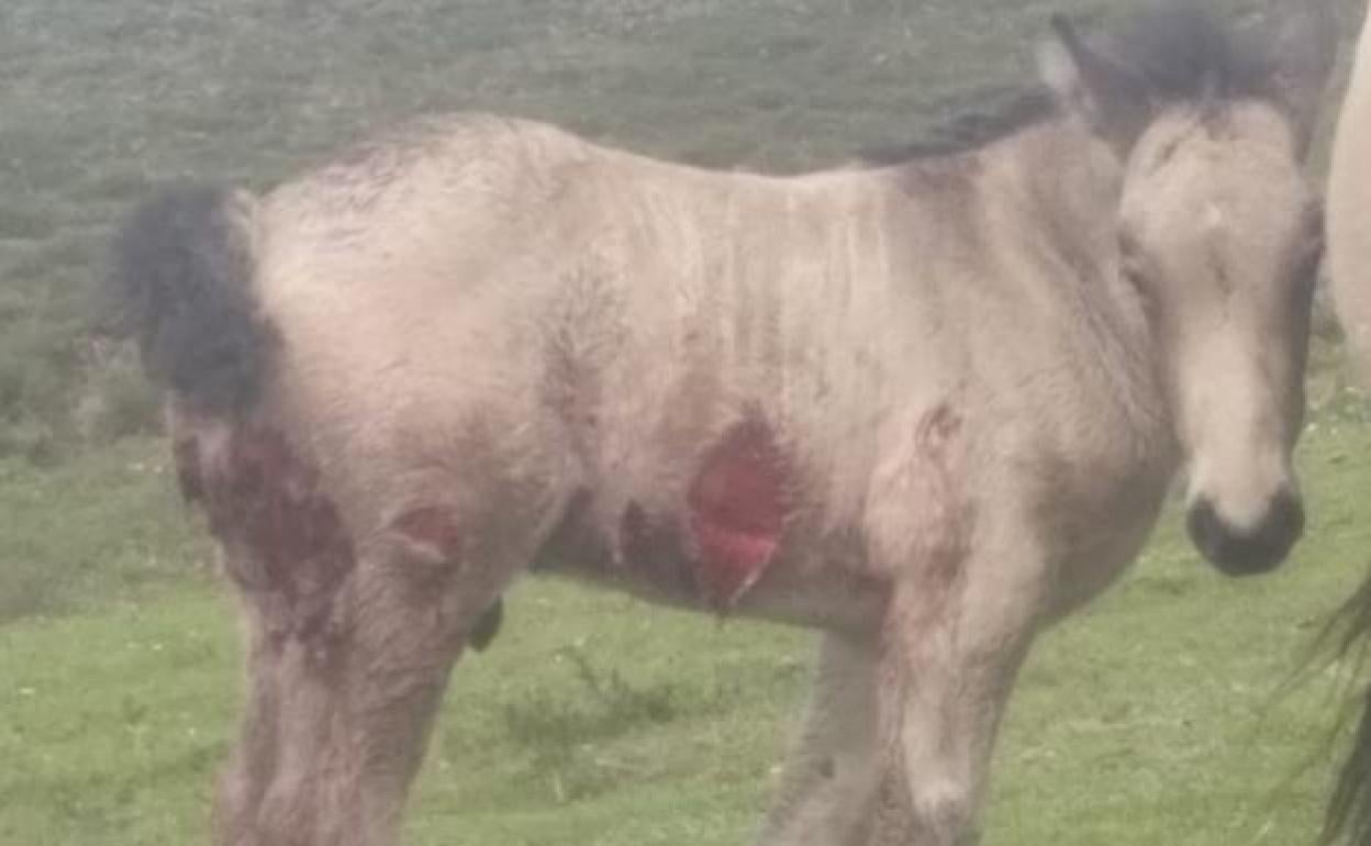 Imagen de un potro atacado por un lobo. 