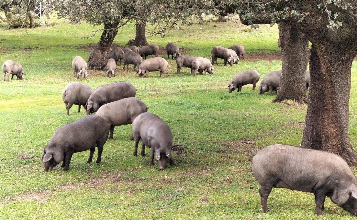 Explotación de porcino ibérico. 