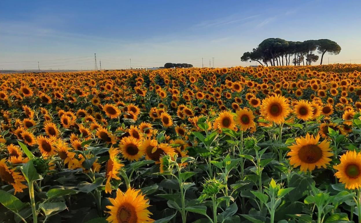 Superficie de girasol la pasada campaña. 