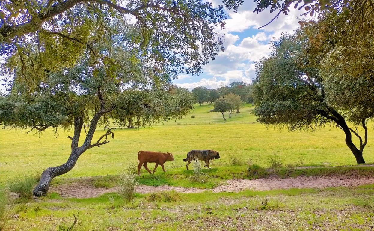 Patitas y Tango recorren la finca Marigallegas, en la provincia de Salamanca. 