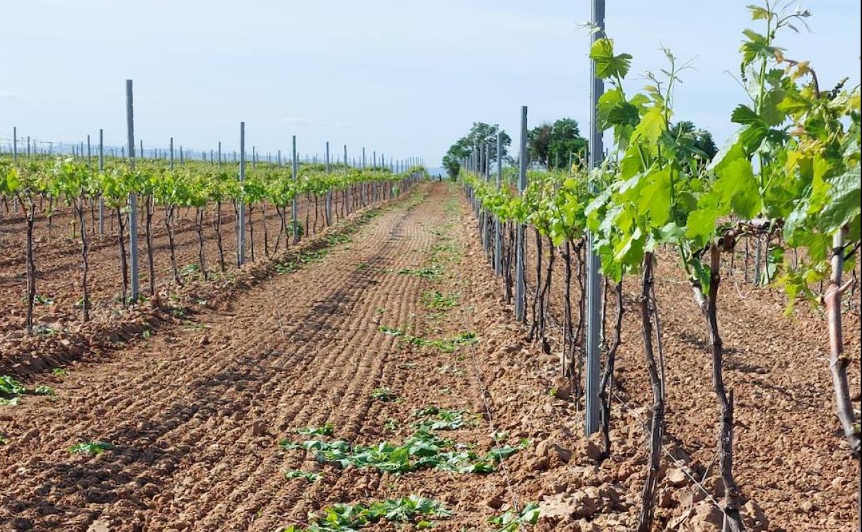 Viñedor de la Ribera del Duero.