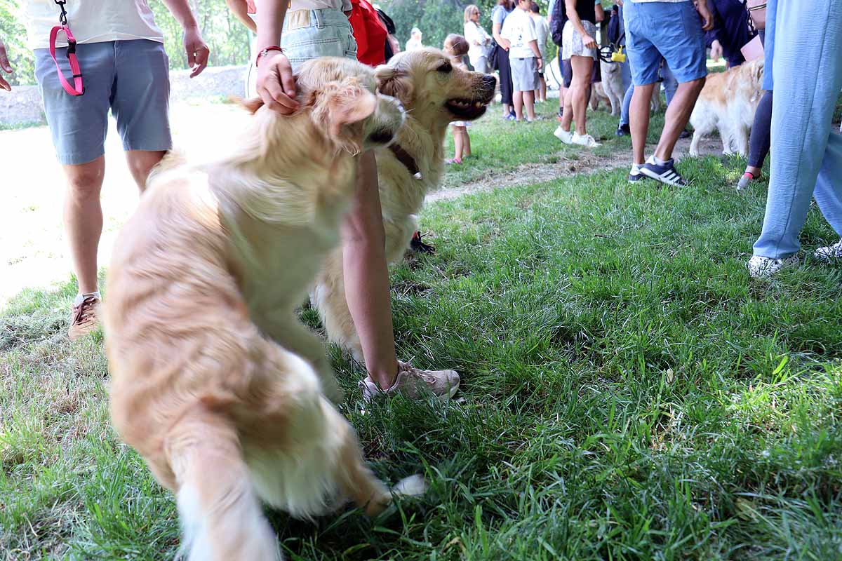 Fotos: Quedada de perros golden retriever en Burgos