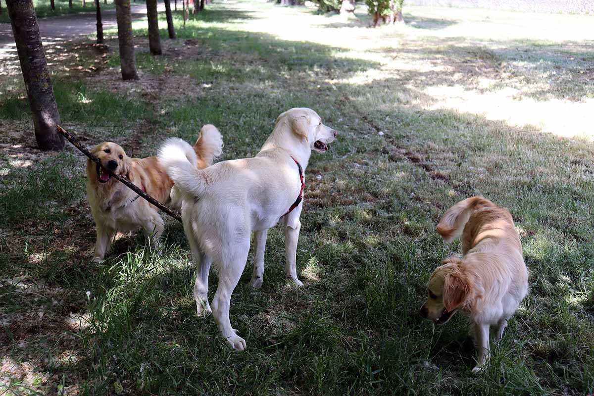 Fotos: Quedada de perros golden retriever en Burgos