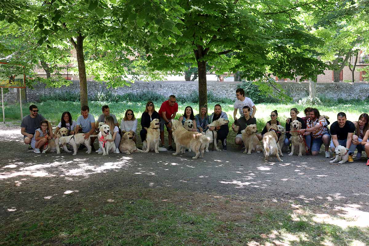 Fotos: Quedada de perros golden retriever en Burgos