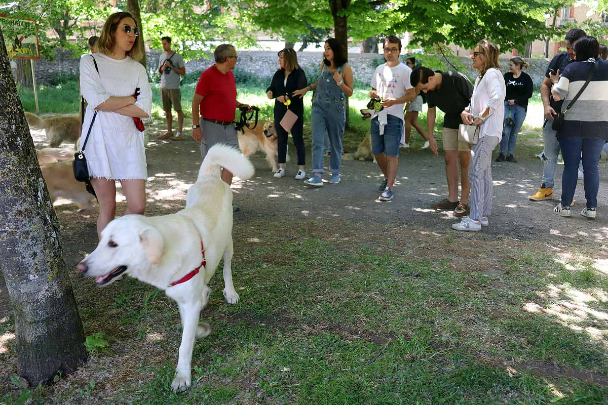 Fotos: Quedada de perros golden retriever en Burgos