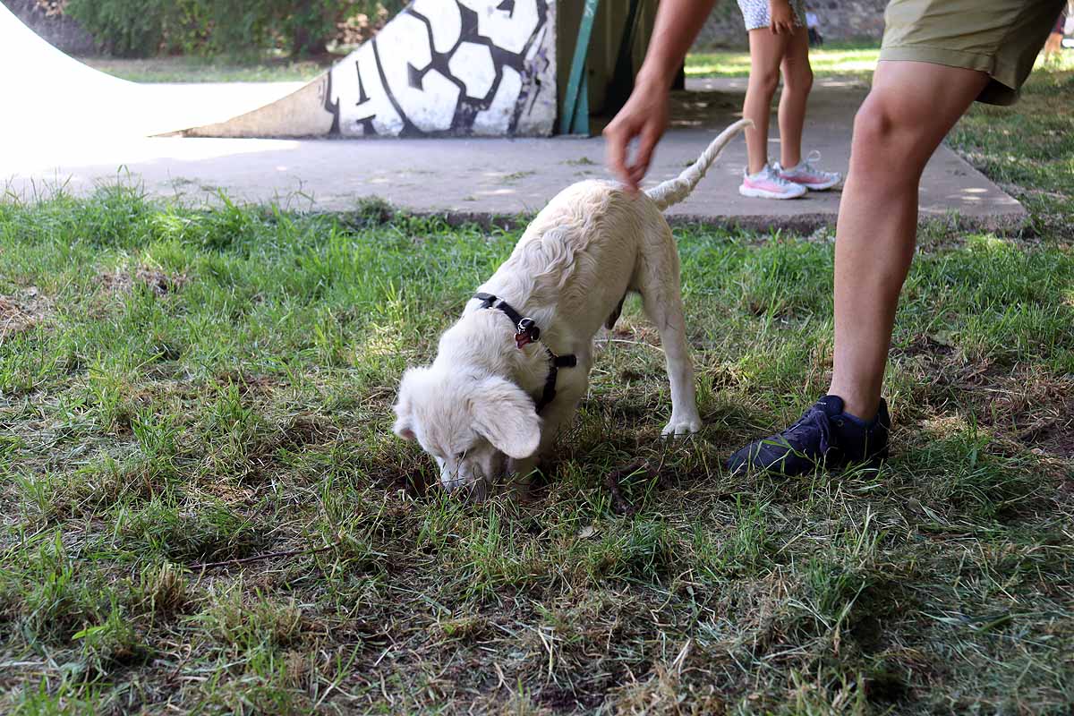 Fotos: Quedada de perros golden retriever en Burgos