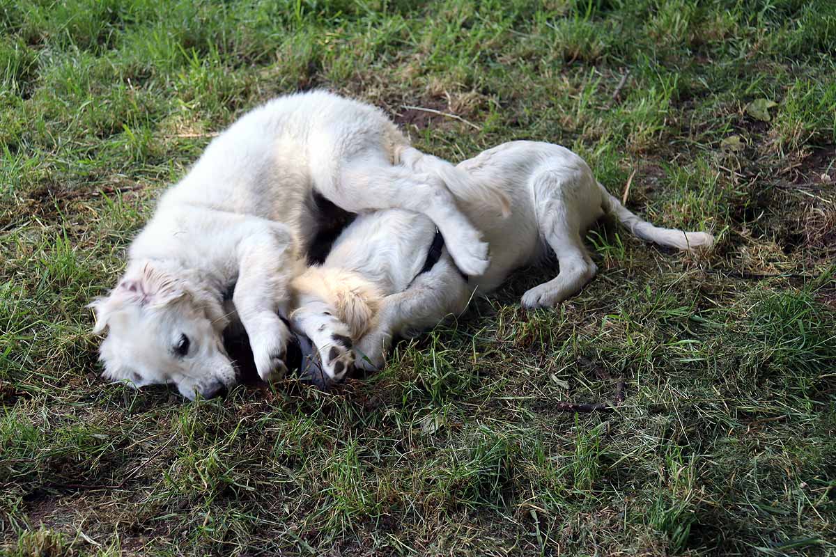 Fotos: Quedada de perros golden retriever en Burgos